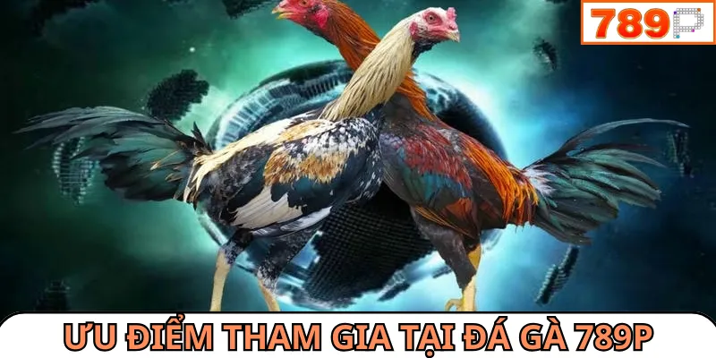Nhiều trận đấu lớn được diễn ra liên tục tại đá gà 789P